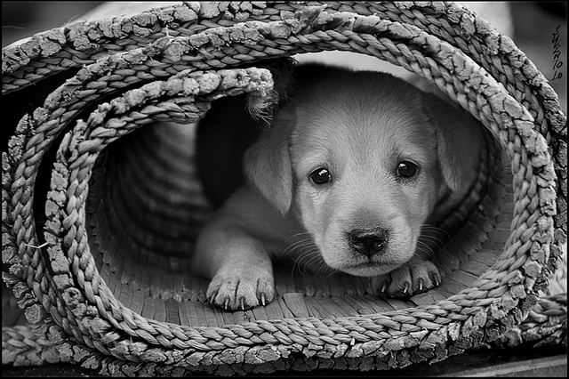 Dog's Death John Updike Cute Puppy Picture
