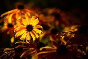 Black Eyed Susan Nothing Gold Can Stay How to Read a Poem