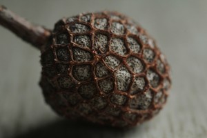 How to Read a Poem Seedhead