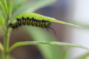 Coming of Age Monarch Caterpillar