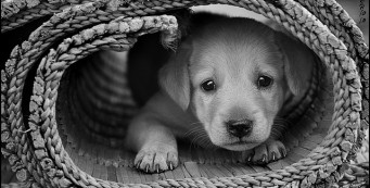Dog's Death John Updike Cute Puppy Picture