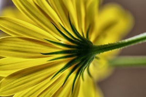 Yellow Flower How to Read a Poem Aloud