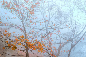 Autumn Trees The Hanging Tree To a Tree